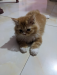 Parsian cats